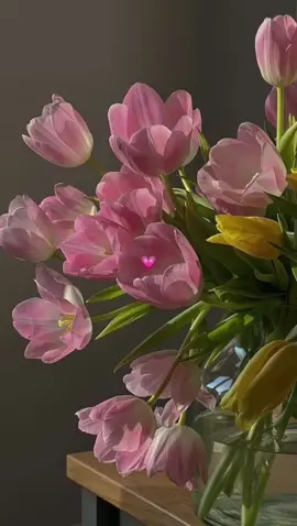 Los tulipanes son muy hermosos💕 #🌷  #tulipanes #fyyyyyyyyyyyyyyyyyyy 
