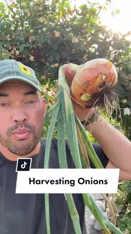 Onions take SO long to grow it’s important to harvest and cure them well! #garden