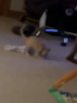 Clips of Jasper dragging his favorite blanket🧡🤍 #catsdraggingthings #kittens #kitties #spayandneuter #cats #foster #fosterkitties #fosterjourney #babykitties #healthykittens #fosterkittiesoftiktok #adoptdontshop #orangecatactivities #orangekitty #orangekitten #funnycats #VikingRise 