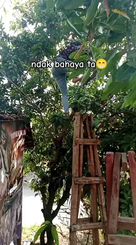 #exploreindonesia #fyptiktok #jowostory #anakpetani 
