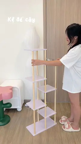 Phải chi kệ này to hơn xíu nữa trồng cho đã he 😆 #xuhuong #phungreview #decorphong #taphoabanhbeo 
