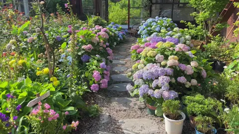 Hè đến rồi, hoa cẩm tú cầu trong sân nở rộ 🍃 #viral #videoviral #xuhuongtiktok #camtucau #hoa #garden