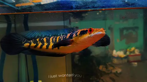 Tàu ngầm yellow sentarum u27 béo ngậy  #TryItWithTikTok #sàigònlóc #nhựttrương #cálóccảnhsănmồiviệtnam #xuhuongtiktok #TikTokPromote #cálócvẩyrồng #capcut #viral #cásănmồi #xuhuong #CapCut #cálóc 