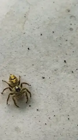 #dikirasawaternyatakobra #hewanunik #labalabakuning #labalabamerah 