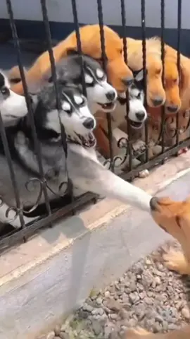 Waduh tak bahaya ta Dog? #dogs #dogsoftiktok #lucutiktok #funnymoment #memes #fyp #tiktokviral #barking #husky #pets #gakbahayata #gonggong #clash #bite #biting @dog @s.dogslovers 