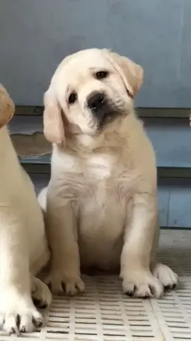 cái mặt có chút xíu à.nọng đâu ra Dog Labrador #thucung #pets #labrador #chó #dogsoftiktok #trending #foryou #cutedog 