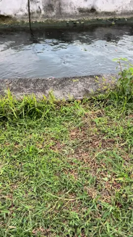 Semilir. ..#nyore #pinggirsawah #yeniinka #gubukasmoro #purwodadi #keretaapi 