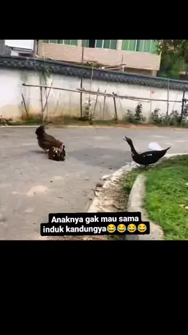 rebutan hak asuh antara ayam 🐔 dan bebek 🦆 wkwkwkwk #TikTokHewanLucu #CuteAnimalVideos #AnimalFunnyMoments #VideoHewanLucu #vidioviral #funnymoment #tiktokindonesia #DuniaBinatang #CuteAnimalVideo #funnyrandomvideos #KumpulanVideoHewan #kumpulanvidiolucu 