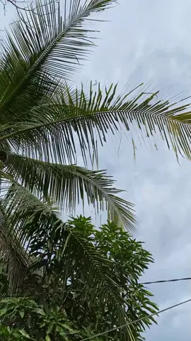 #CapCut #rxking135cc #2stroke #gakpernahfyp #rxkingrattlekalbar #rxkingsambaskalbar #StoryRXKing135 #2tak #rxking #RxKingCinematic 