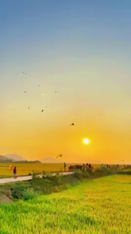 Tuổi thơ ai đã từng đi thả diều#xuhuong #tiktokvietnam #tuôi_thơ #cảnhđẹpthiênnhiên #hoànghôndịudàng #quêtôi #chillmộtchút 