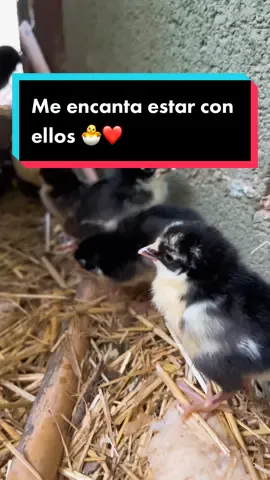 La vida con mis pollitos…🐣🐣#gallinascamperas #granja #parati #gallinas #avicultura #fyp #viral #ckickensoftiktok #cuidadosgallinas #pollito #gallinasfelices 