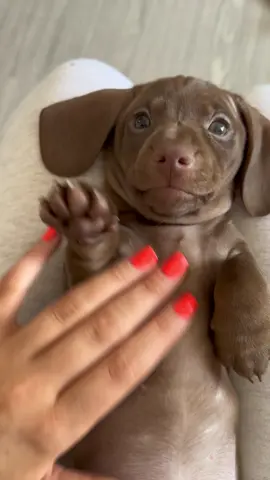 Belly Rubs💛💛 #dachshund #fyp #foru #fypシ゚viral #foryou #viral  #dachshundsofinstagram #puppy #puppylove #puppiesofinstagram #bellyrub #cute #adorable #clean #coldplay #yellow #Home #decor #daxie #doxie #puppyfever 