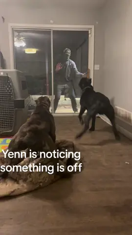 The Cane Corso is an impressive breed with the instinct to protect their family. I wouldn’t want to be an intruder in my house. P.s this was not a real break in attempt  #canecorso #canecorsoitaliano #guarddog #guardianinstinct #protection #aggressivebreed #dominantbreed #gooddogs 