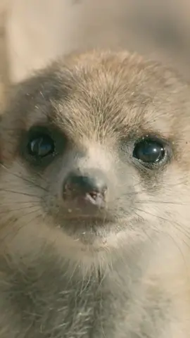 In the face of danger, these fearless meerkats must work together to protect their family 