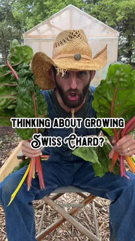 3️⃣Reasons You Should Grow Chard 🥬 1) It is one of the easiest crops you’ll ever grow. Seriously, if you’re a beginning farmer it is tough to kill Swiss chard. It’s an absolute confidence booster.  2) Not only is it frost tolerant, but it’s heat tolerant as well! Which makes this hardy green an option in an almost any climate. It also lasts longer than other greens because it doesn’t bolt as fast and you can harvest all season long.  3) Chard is a 2 in 1 vegetable! You can eat both the stems and leaves of the plant as they both have a different flavor. The stem has an earthy flavor similar to beets (because they’re in the same family) and the leaves make a great spinach substitute!  #swisschard #chard #veggie #vegetables #veggies #vegetablegarden #vegetable #yummy #plant #plants #food #Foodie #food #foodblogger #garden #gardening #gardentips #fact #facts #greens #leafy #homestead #homesteading #farming #farmer #shilohfarm #explore #beginner #tip #tips  #education