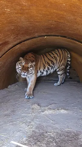 I'm actually surprised he didn't just ignore me #orangecow #tiger #animals #justababy #outofafricapark #fyp 