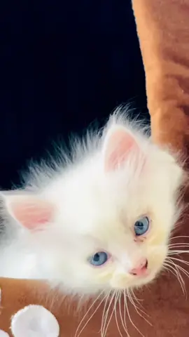 Cutest family 🥹♥️ masha Allah 🫶🏻