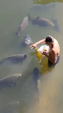 #valdemir encantador de peixes 
