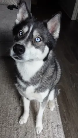 At least he said he’s sorry 🤷🏼‍♀️ #huskiesoftiktok #dogsoftiktok #viraldogs #huskylife #dogsvideo #dogsoftiktokviral #doggo #dogmom #huskies #dogs #talkinghusky 