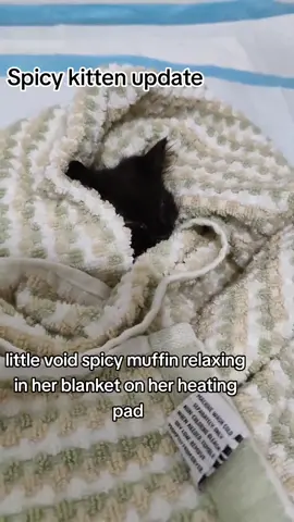 I used dawn. It worked really well! I'll do a check later to make sure all the fleas are gone! #spicykitty #kitten #cat #blackcat #catsoftiktok 