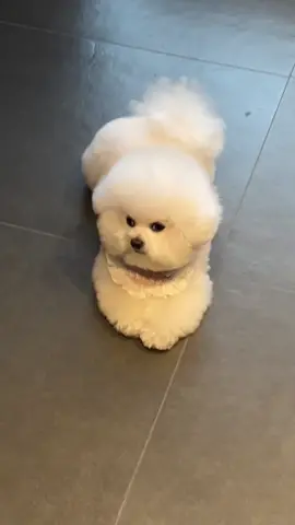 #foryou #fyp #puppydog #dog #bichion #bichionfrise 