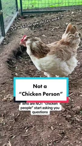Ethel loves her “job” & we love her for it! #chickens #chickentok #chickensoftiktok #chickenhappyhour #backyardchickens #funnychicken #chickenpeople 