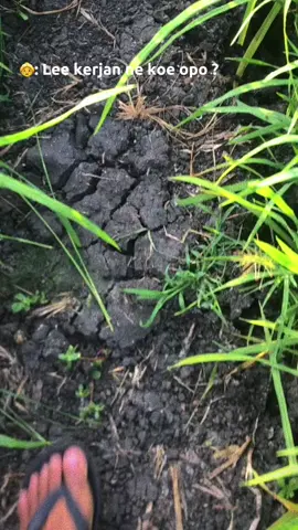 #capcut #tiktok #fyp #story #wa #kuwotes #estetik #pagihari #sawah #persawahan #petani #tani #beranda 