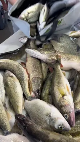 Best ways to cook fish!? Lets hear it! @stringers_usa  #devilslake #guidelife #fyp #fypシツ #fypシ #viral #fun #summatime 