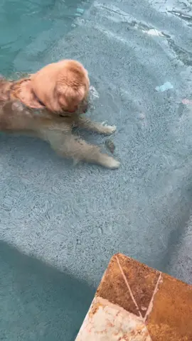More Blue and his pet rock content 🫐🪨 #goldenretriever #goldenbros #blue #tub 