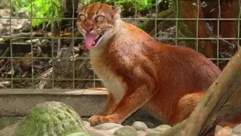 Kucing Merah Kalimantan #rimbawankota