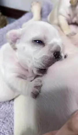 #french #animals #pet  #frenchies #pets #PetsOfTikTok #frenchiebaby #cute #cutebaby #pup  #frenchbulldog #puppy #puppy #frenchies #puppies #puppytiktok  #frenchiepuppies #dog #doggo #frenchiepuppy #doglove #fun #funnyvideo #dogsoftiktok #foryou #fyp 