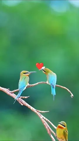 Ohhhhh 😭😭😭#bird #birdtok #couple #Feeding #lover #fyp #animals #fyp #viral 