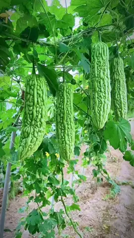 Ai mua hạt giống mướp đắng đi, em bán hạt giống mướp đắng cho #hatgiong #hatgiongtot #hatgiongchatluong #hatgionguytin #muopdang #khoqua #hatgiongmuopdang 