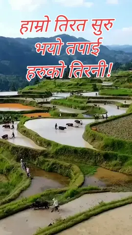 #हाम्रोतिर त रोपाइँ सुरु भयो नि अनि हजुरहरुर्को तिर नि???? #ropai #dhanropai #ropar #bause #khalo #asaresong  #ramailomela #nepalisaskriti #nepalives #nepaliculture  #lokgeet #nepalilokgit #jayagitjayasangit #rastriya #pahichan #pahichan❤️❤️❤️🇳🇵🇳🇵🇳🇵❤️🇳🇵❤️ #foryoupage #foryoupageofficiall #forou #fyp #fypシ #tending_video #goviralpls #tiktokvidio #tiktokvidiostar 