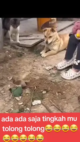 kwkwkwkwkw#DogsFunnyVideos #VideoNgakak #DogsVideoTikTok #anjinglucu #DogLovers #FunnyCuteDogs #KumpulanVideoLucu #videokomedilucu #DogsFunnyMoments #VideoTahanTawa #ketawangakakbanget #AnimalLucu #videobikinngakak #kumpulanvideokocak #VideoRandomLucu #DogVideos #FunnyVideosDog #videolucudankocak #toyorisko_sitorus @230723 