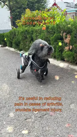 Lovepluspet gives hip-disabled dog the strength to stand up@lovepluspet #dog #lovepluspet #funny #nico #dogsoftiktok 
