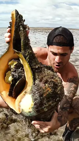 biggest shell in the world..