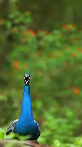 Kepakan sayap merak #kicaumaniaindonesia #fyp #suaraburung #jagaalam #indahnegeriku 