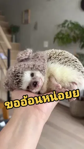 🤏 ขอมือไว้นอนอ้อนหน่อยคับแม่ 🦔 ตัวเล็กใช้พื้นที่แค่นี้ก็พอแย้ววว~  #เม่นแคระ #เม่น #hedgehog #สัตว์โลกน่ารัก #animalsoftiktok #exoticpets #PetsOfTikTok #สัตว์เลี้ยงน่ารัก #petlover #pet #สัตว์โลกtiktok #petlovers #สัตว์แปลกและหายาก #น่ารัก 