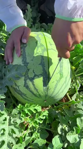 OMG😱so big?🍉😋#usa #asmr #fruit #uk 