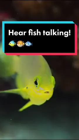 Amazing audio captured by Dr Steve Simpson shows some of the ways that fish talk to one another! Did you have a favourite fish sound? 🐠🐡🐟 #FishSounds #Asmr #NatureTok 