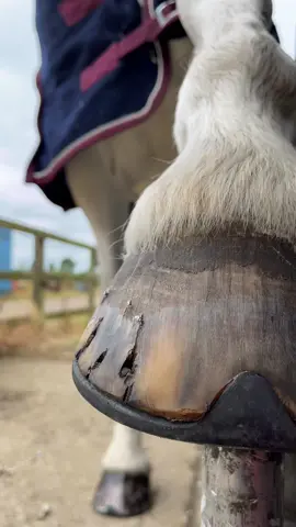 Ignore the nail line, I was just happy to get these nails above the old dry horn.  #forfarriersbyfarriers #farriersoftiktok #fyp #fypage #foryou #fypシ #equestrian #horse #viral #oddlysatisfying #asmr 