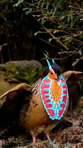 TRAGOPAN DE CABOT (Tragopan caboti) O tragopan de Cabot é um faisão encontrado no sudeste da China.  Os nomes comuns e científicos desta grande ave homenageiam o ornitólogo Samuel Cabot III.  Outros nomes comuns incluem o tragopan chinês e o tragopan de barriga amarela.