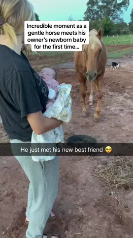 The horse was SMILING the entire time 😭😭😭 Follow @Pubity for more wholesome content #Pubity (Abby Gray via @ViralHog)