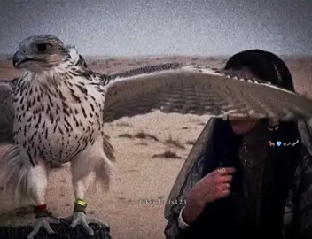 عايش كيف مانبي فـ خيرى نا هوٌ نا سلطان زمان 🦅❤️‍🔥🔥#الشاعر_زيد_بن_الطاهر #شعروقصايد #تصميم_فيديوهات🎶🎤🎬 #هميل_الرق🦌🔥 