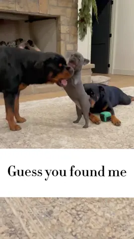 #pets #CutePetsVideos #2023❤😍 
