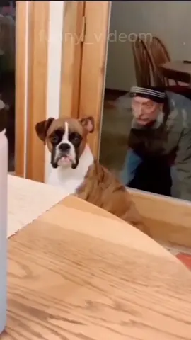 Funny videos, cats and dogs #funnyvideos #cat #dog #pet #funny_videom