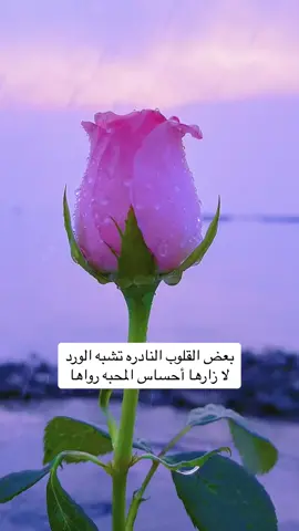 #شعر #اكسبلور #لايك #ورد #fy #fyp #fypシ゚viral 