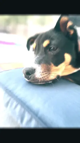 #dogsoftiktok #FYP #dog 