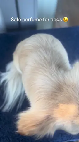 This perfume add moisture 👌Always check that the products you use on your dog is safe. Everything we use is chemical free 🫶 #perfumetiktok #dogperfume #chihuahuastiktok #petlover #petcaretipsfordogs #onlydogs #dogsoftiktok 